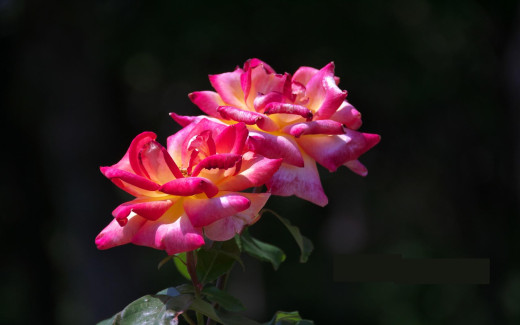 397853 (a): :1680x1050